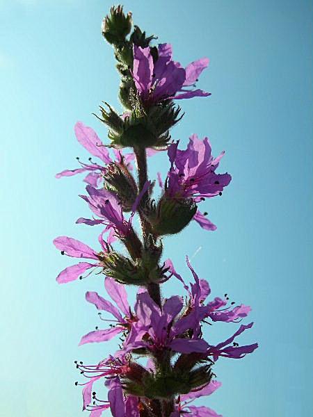 Lythrum salicaria / Salcerella comune